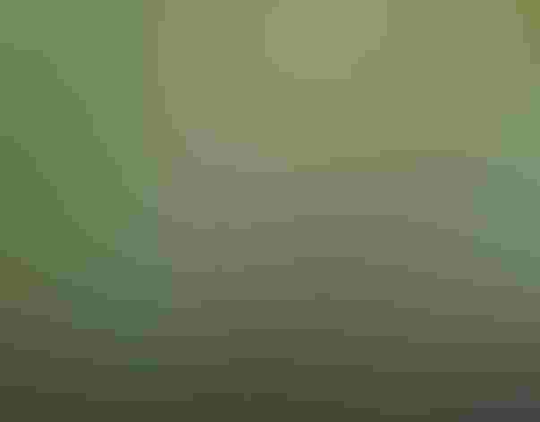 Adult female. Photo: Alan Harper/Flickr (CC BY NC ND 2.0)