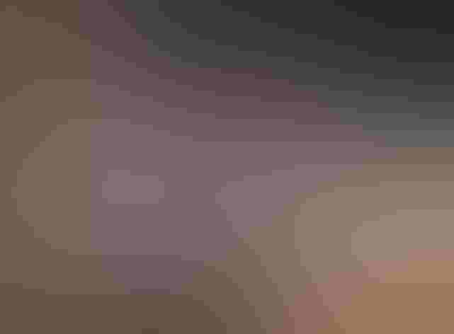 Adult male. Photo: Tom Benson/Flickr (CC BY NC ND 2.0)