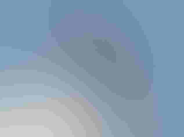 Adult male. Photo: Alan Schmierer/Flickr (CC0 1.0)