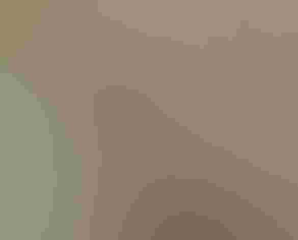 Adult male. Photo: Alan Schmierer/Flickr (CC0 1.0)