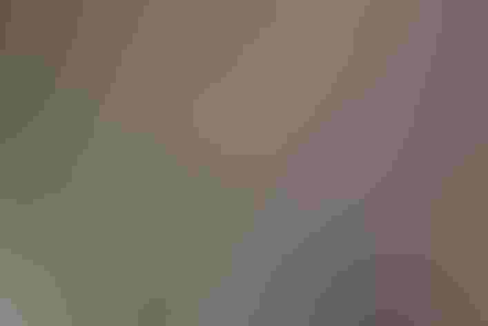 Adult female. Photo: Mike Charest/Flickr