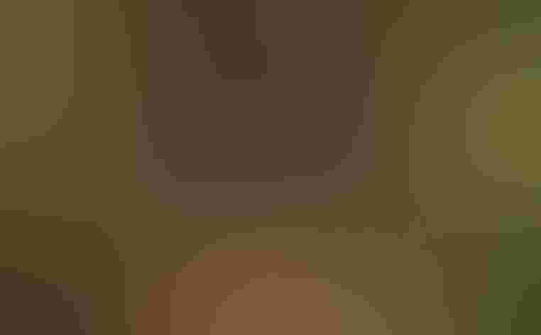 Immature. Photo: Hrishikesh Nulkar/Audubon Photography Awards