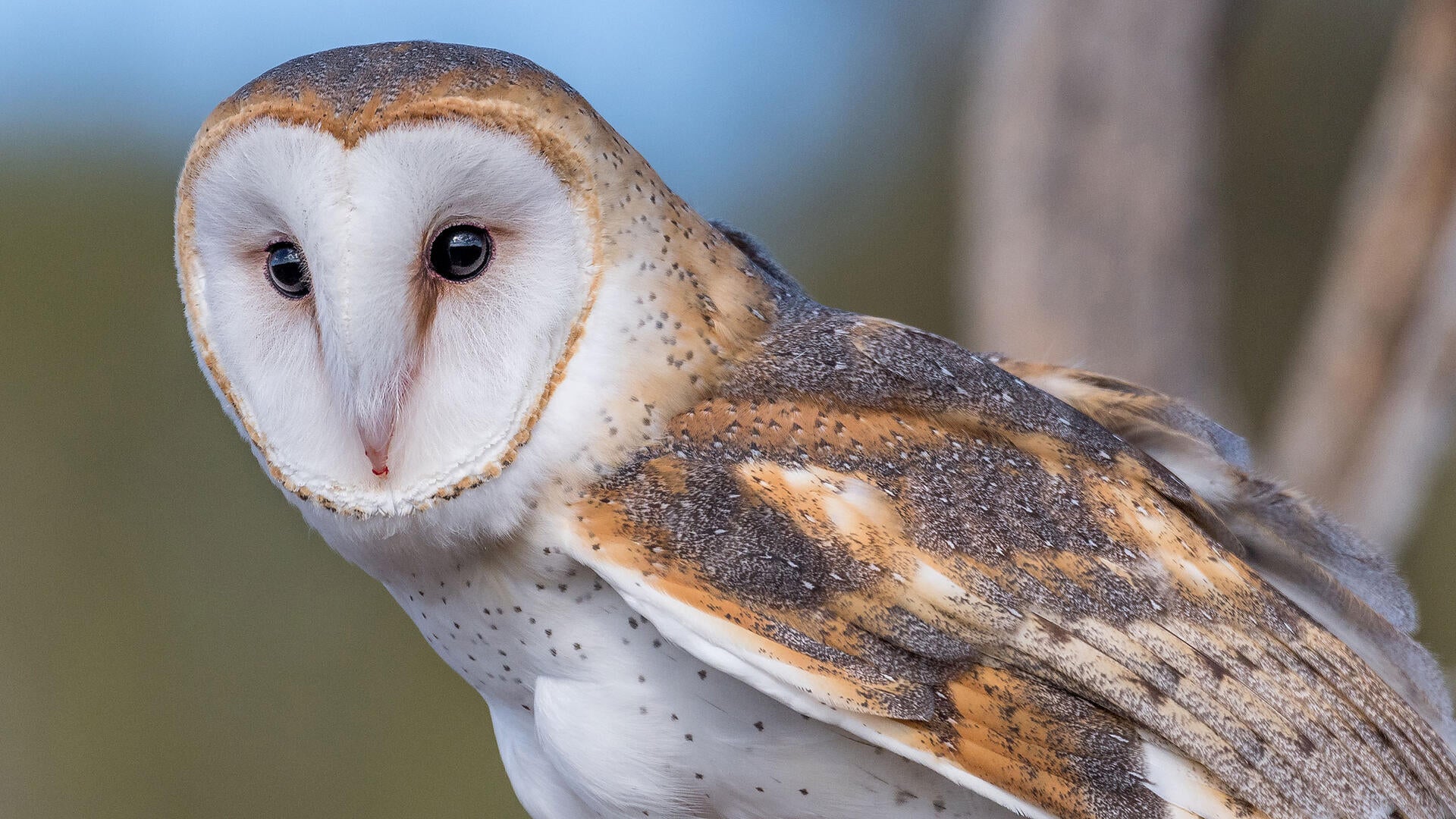 Barn Owl Audubon Field Guide Barn Owl Audubon Field Guide