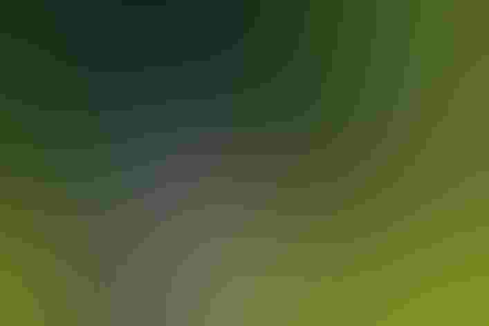 Adult male. Photo: Jessica Davis/Audubon Photography Awards