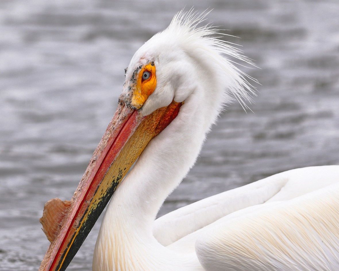 American White Pelican Audubon Field Guide American White Pelican Audubon Field Guide