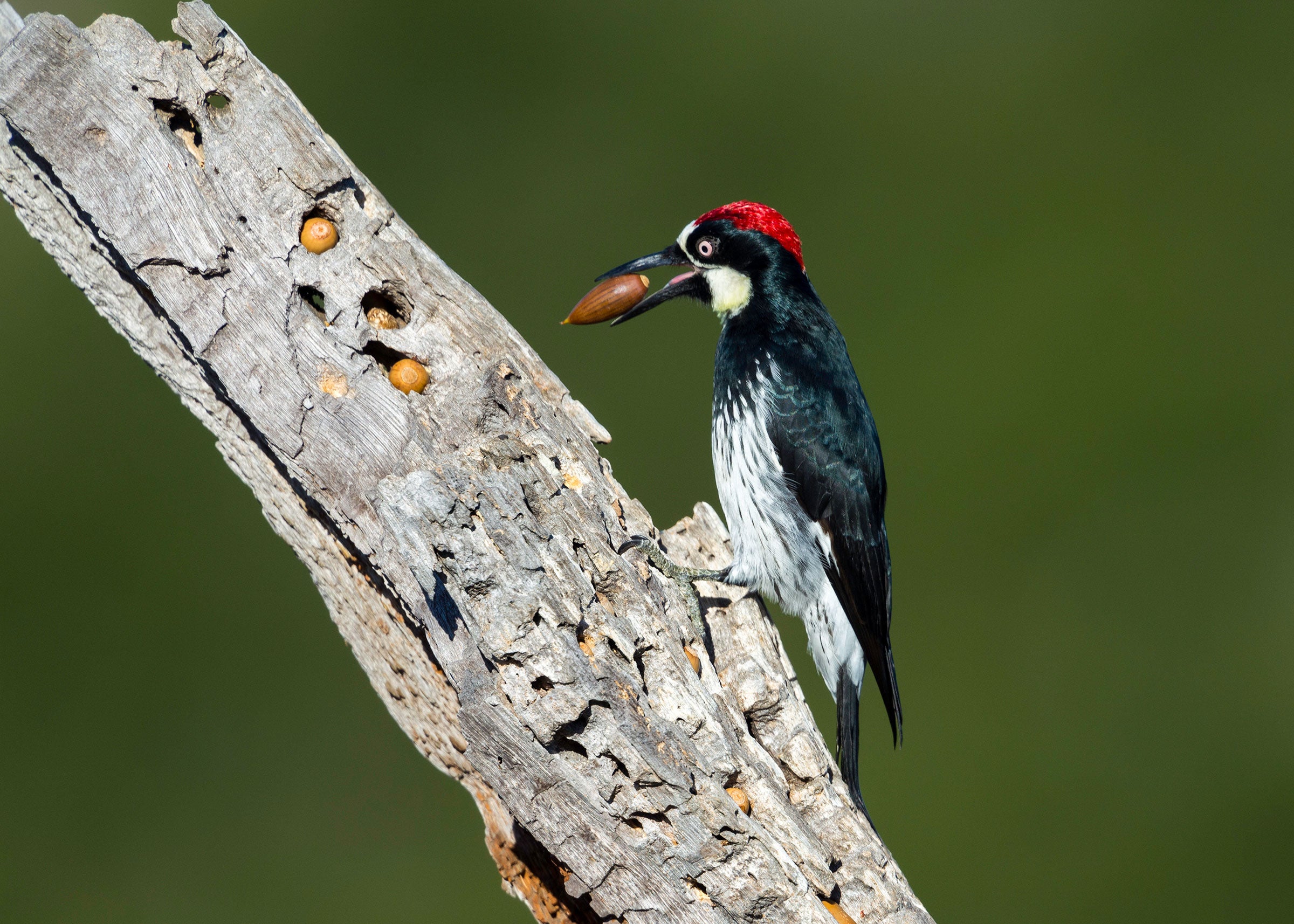 Woodpecker Acorns At Donald Hammond Blog