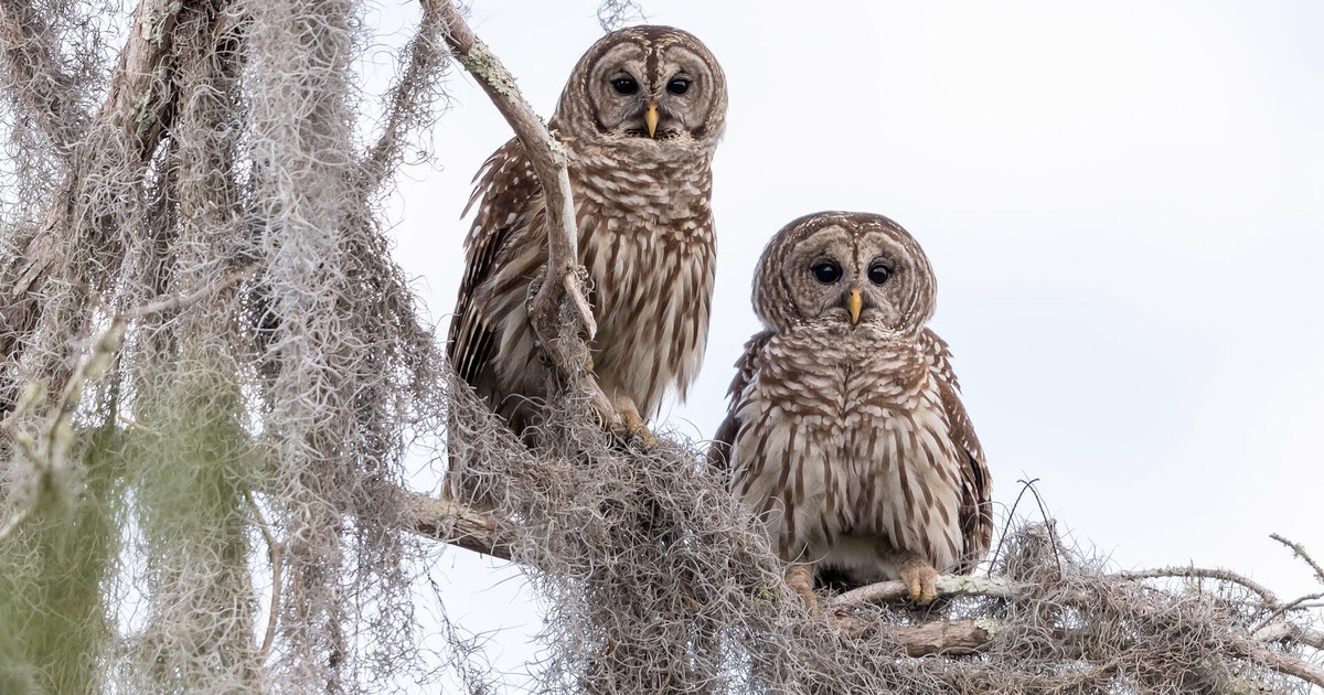 Barred Owl Audubon Field Guide