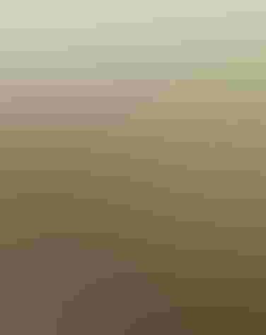 Adult male and adult female. Photo: Daniel Wakefield/Audubon Photography Awards