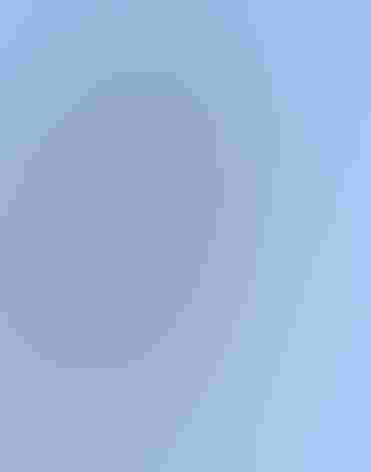 Young immature. Photo: Beamie Young/Audubon Photography Awards