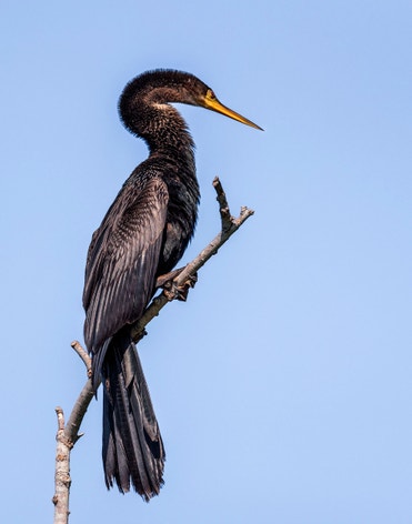 Anhinga Audubon Field Guide