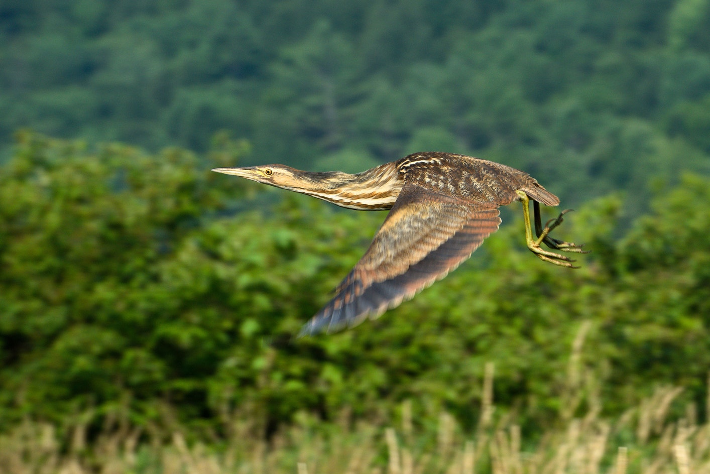 American Bittern | Audubon Field Guide