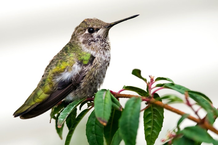 Hummingbird Field Guide Anna's Hummingbird | Audubon Field Guide