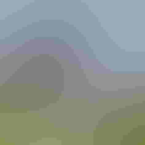 Adult male. Photo: Paul Yarnall/Audubon Photography Awards