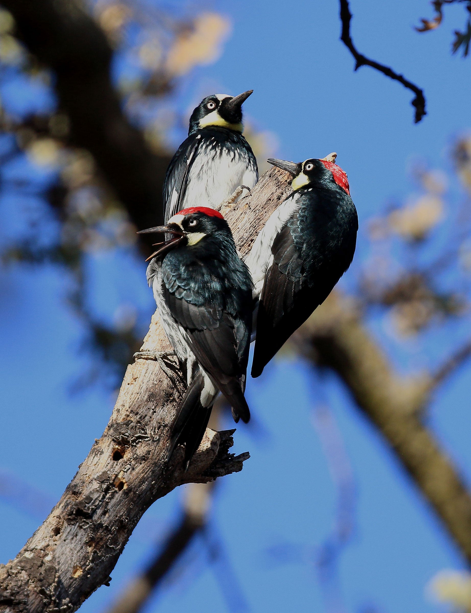 Acorn Woodpecker Acorn Woodpecker