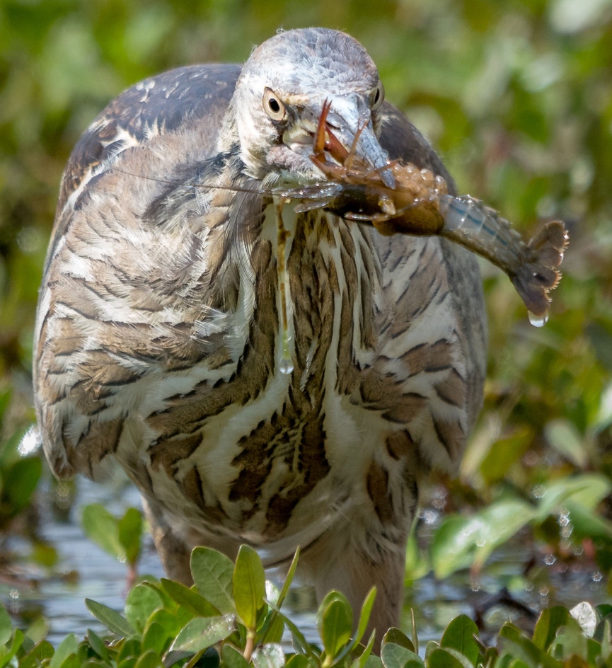 American Bittern | Audubon Field Guide