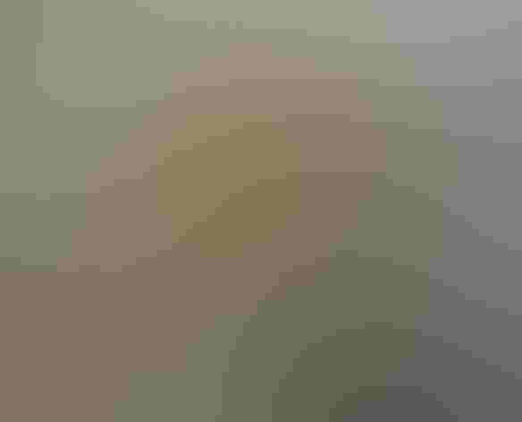 Adult. Photo: Alan Schmierera/Flickr (CC)