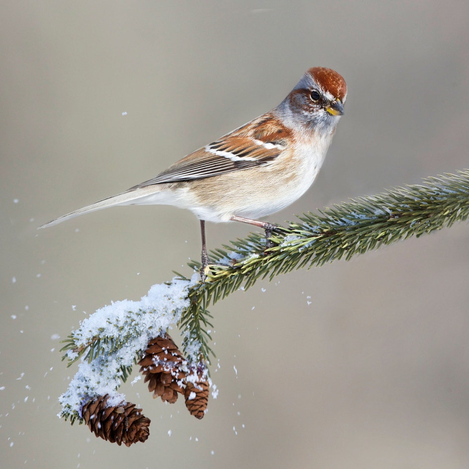 American Tree Sparrow | Audubon Field Guide