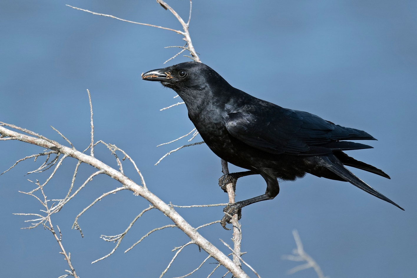 Crow Identification Guide American Crow | Audubon Field Guide