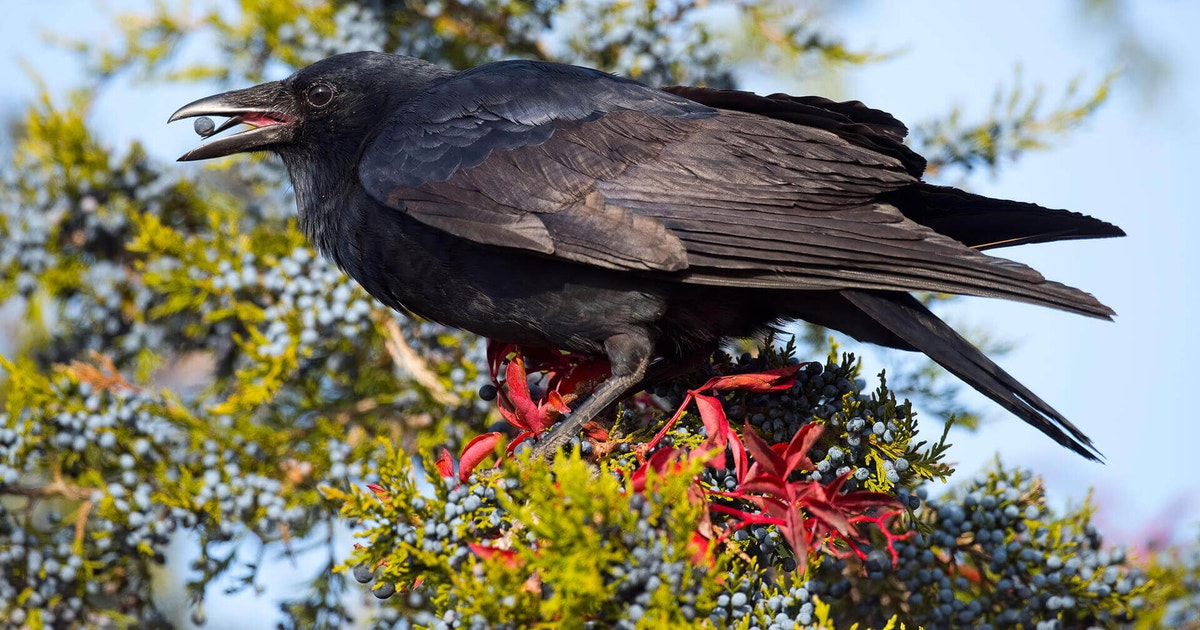 American Crow