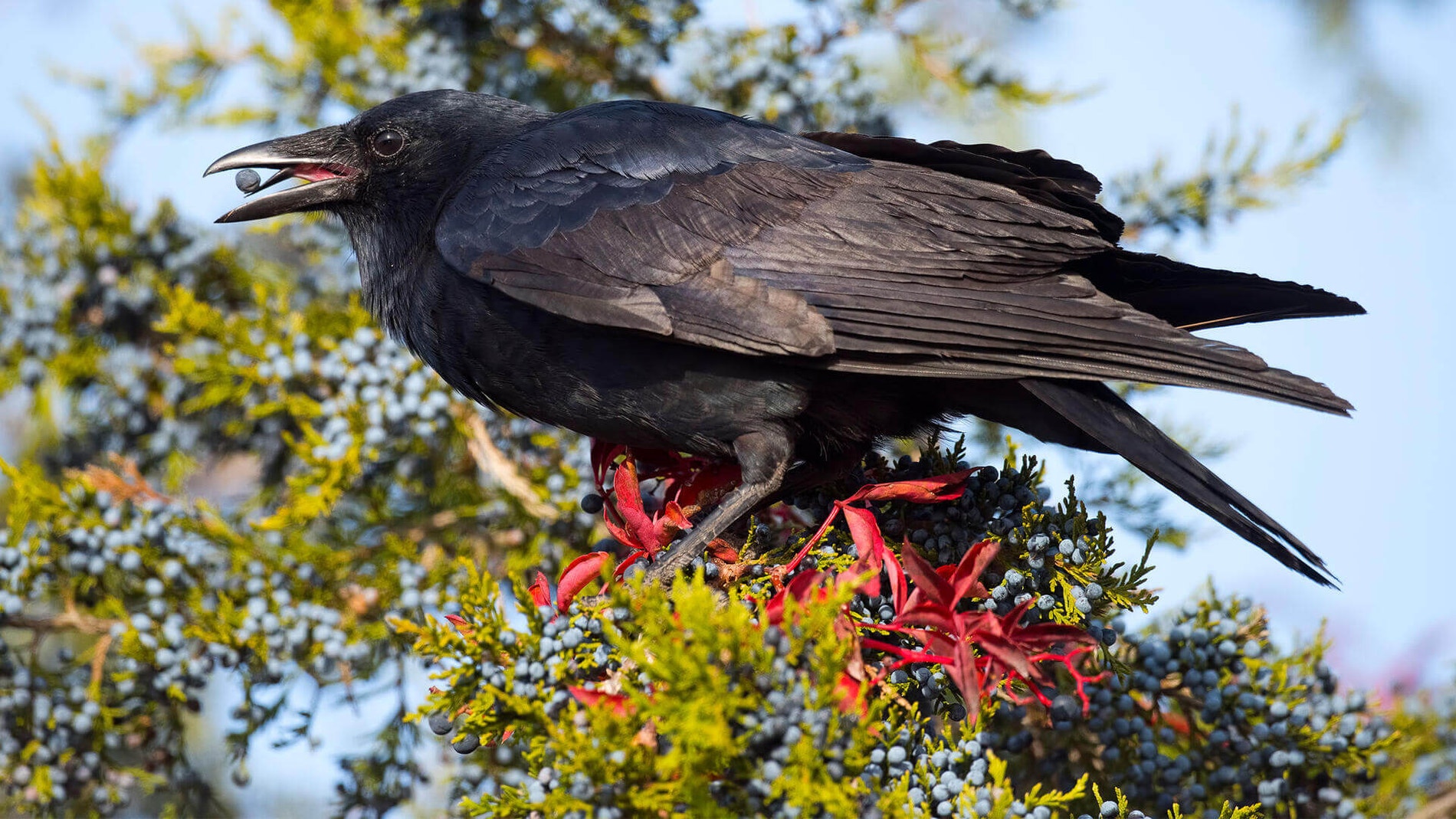 American Crow | Audubon Field Guide