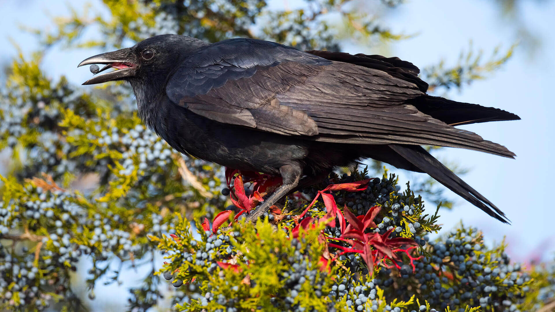 American Crow | Audubon Field Guide
