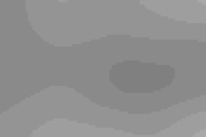 Juvenile. Foto: Andrew Reding/Flickr (CC BY NC ND 2.0)