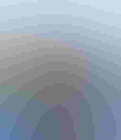 Adult female. Photo: Mark Eden/Audubon Photography Awards