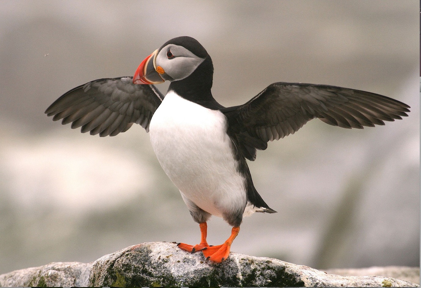 Atlantic Puffin | Audubon Field Guide