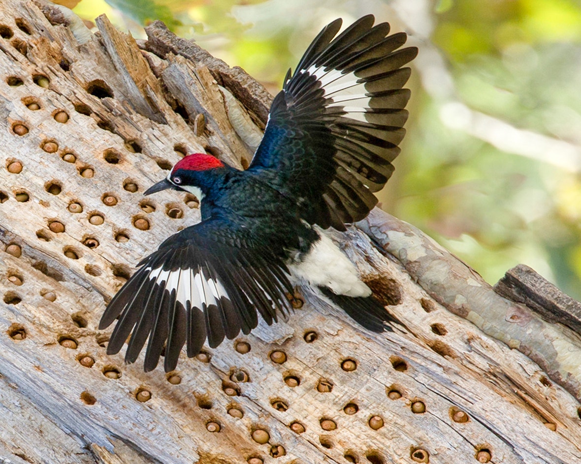 Acorn Woodpecker Audubon Field Guide acorn-woodpecker-audubon-field-guide