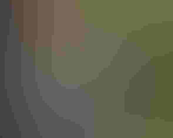 Nestlings and adult female. Photo: Robert Wilson/Audubon Photography Awards