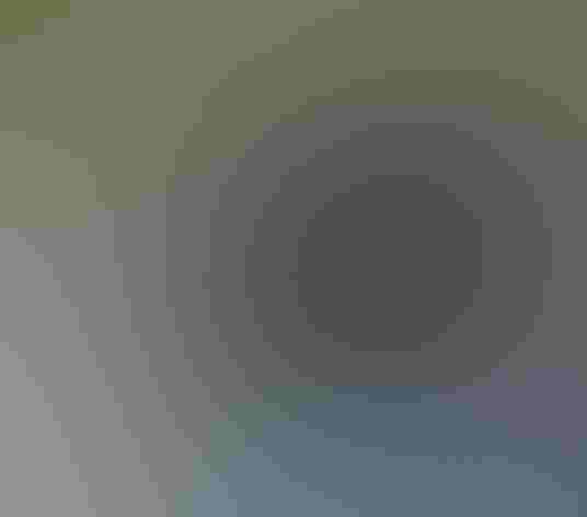 Adult male. Photo: Susan Faulkner Davis/Audubon Photography Awards