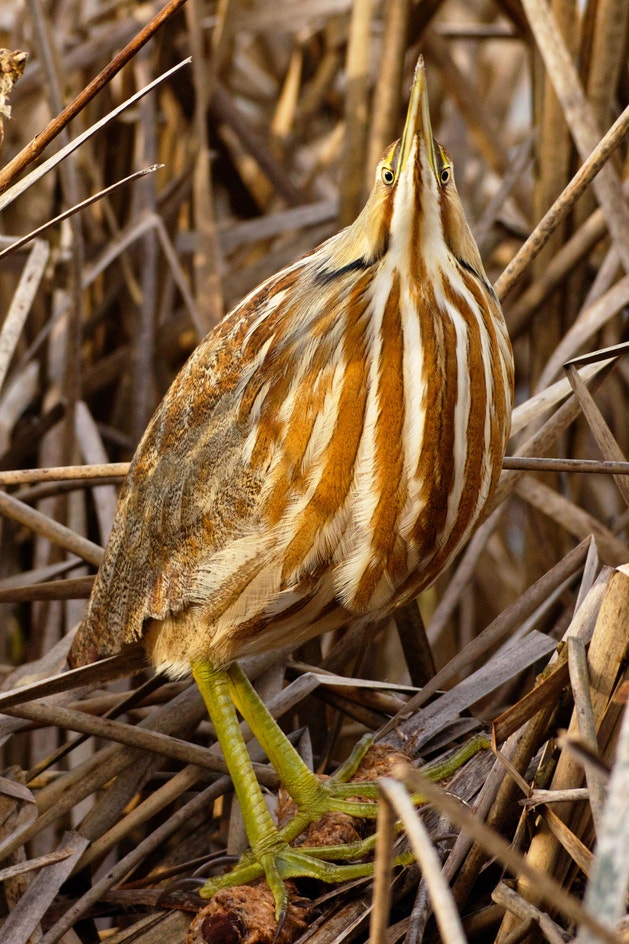 American Bittern | Audubon Field Guide