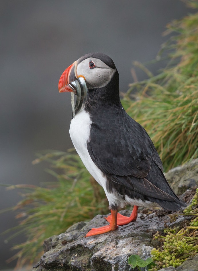 Atlantic Puffin Audubon Field Guide atlantic-puffin-audubon-field-guide