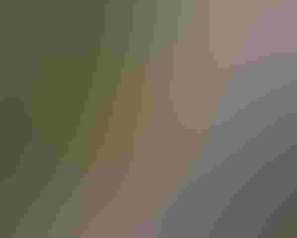 Adult. Photo: Andy Morffew