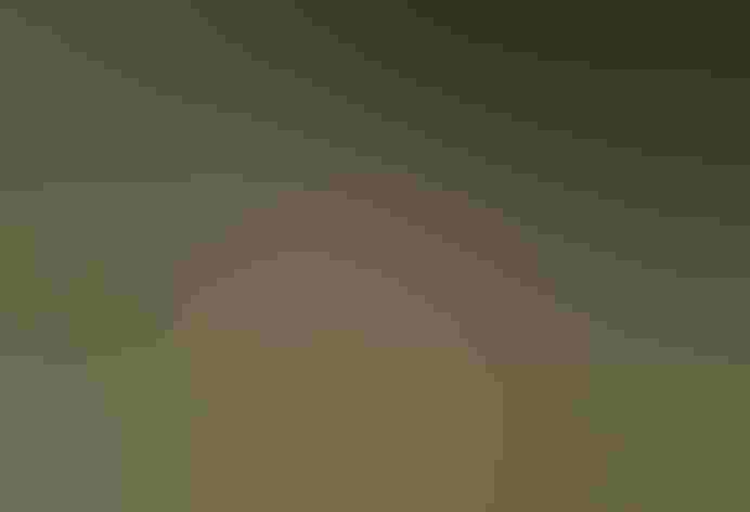 Adult female. Photo: Martin Fowler/Shutterstock