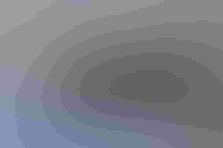 Breeding adult male. Photo: Daniel Prudek/Shutterstock