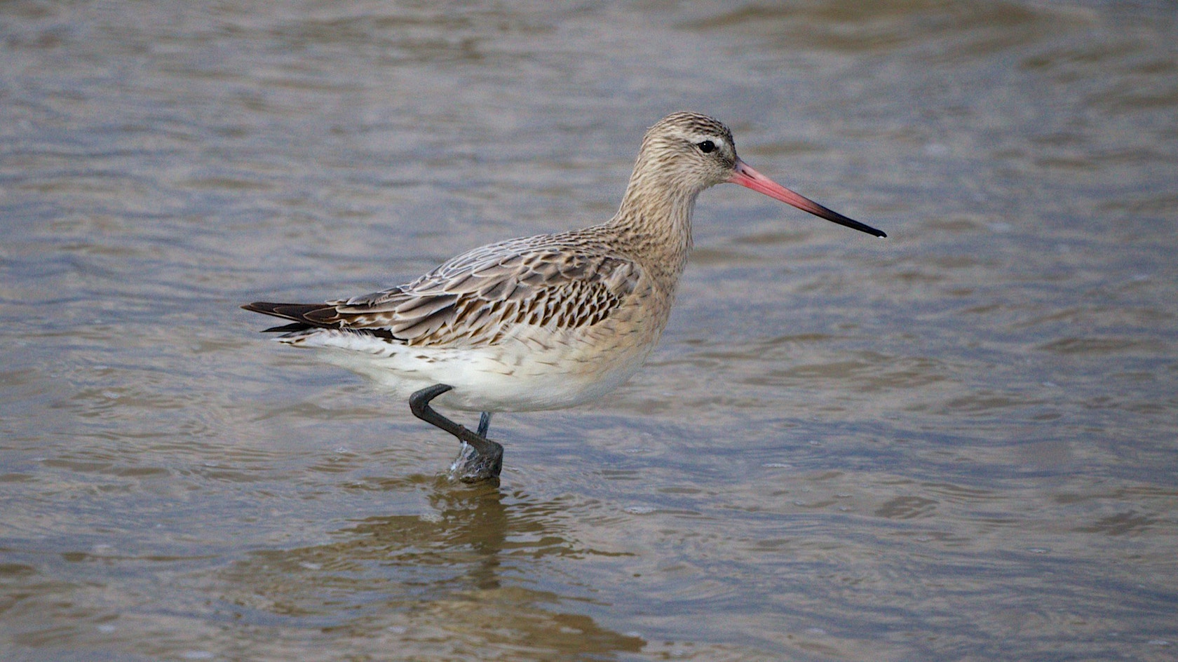Bar-tailed Godwit | Audubon Field Guide
