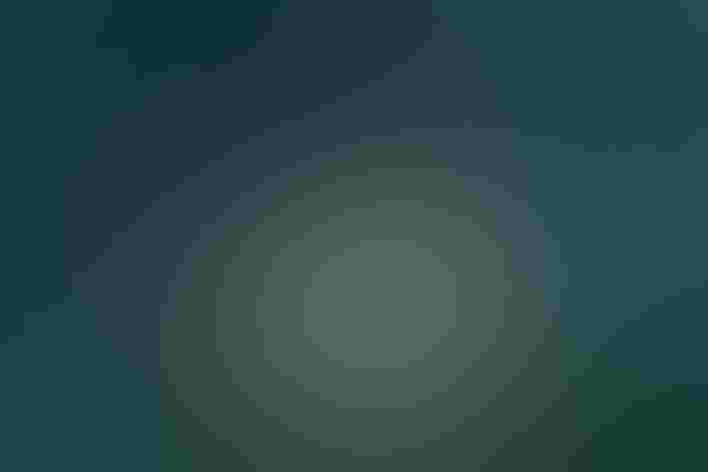 Breeding adult male. Photo: Jacob McGinnis/Flickr (CC BY NC ND 2.0)