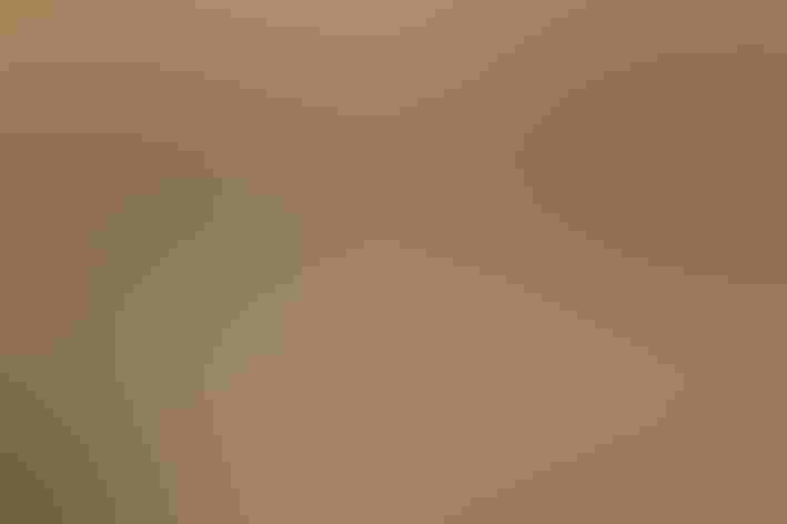 Breeding adult male. Photo: Tim Lenz/Flickr (CC BY 2.0)