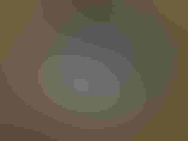 Molting male. Photo: Tambako The Jaguar/Flickr (CC BY ND 2.0)