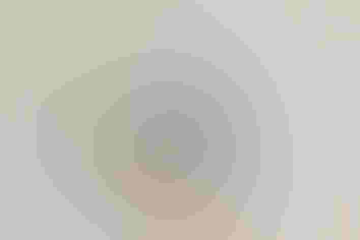 Immature, coastal form. Photo: Becky Matsubara/Flickr (CC BY 2.0)