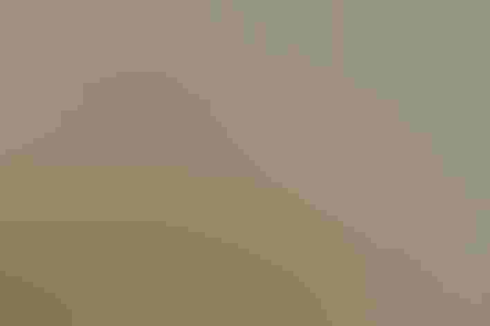 Adult, coastal form. Photo: Emilie Chen/Flickr (CC BY ND 2.0)