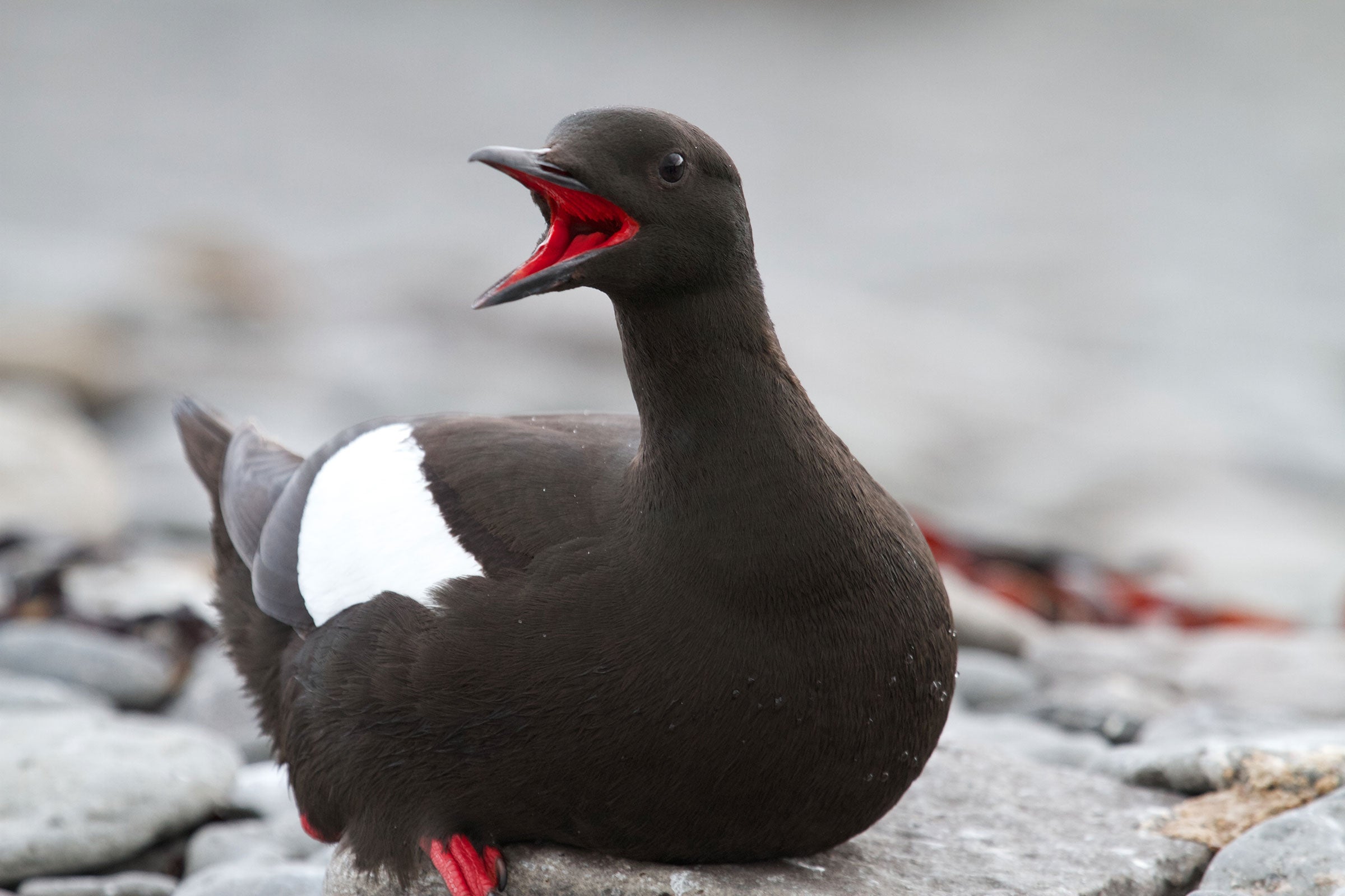 Black Guillemot Audubon Field Guide