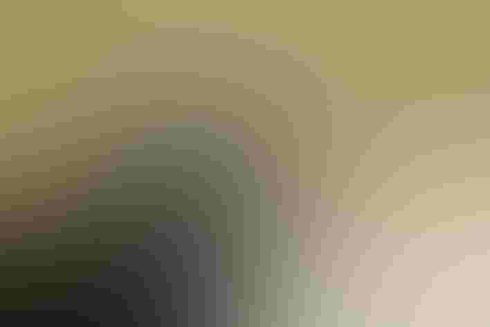 Adult. Photo: Patrick Kavanagh/Flickr (CC BY 2.0)