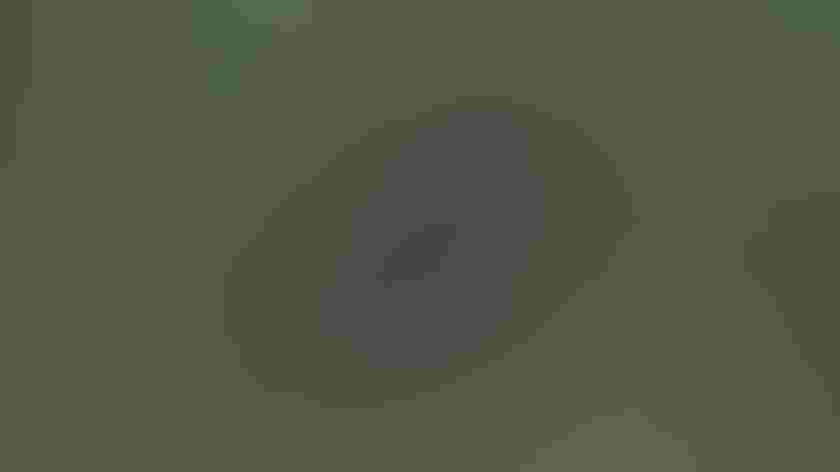 Adult. Photo: Patrick Kavanagh/Flickr (CC BY 2.0)