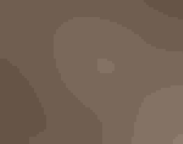 Breeding adult. Foto: Budgora/Flickr (CC BY NC ND 2.0)