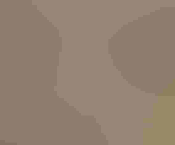 Breeding adult. Foto: Budgora/Flickr (CC BY NC ND 2.0)