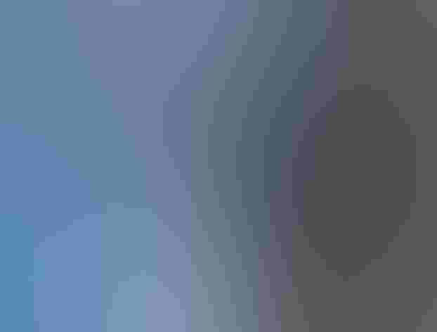 Adult male. Photo: Budgora/Flickr (CC BY NC ND 2.0)