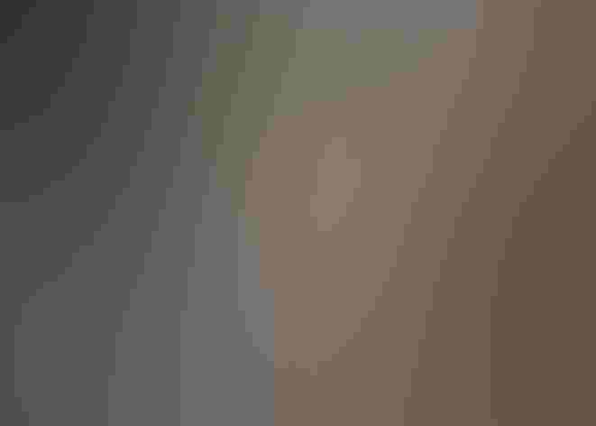 Adult. Photo: Jlhopgood/Flickr CC (BY-ND 2.0)