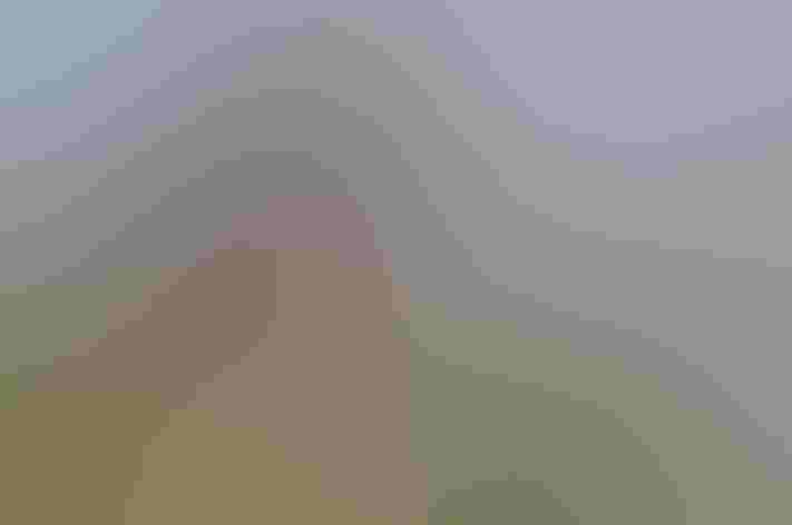 Adult. Photo: Caroline Granycome/Flickr CC (BY-SA 2.0)